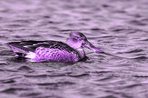 Northern Shoveler Duck Enjoying Lake Swim (Purple Tone Photo)