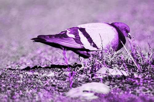 Observant Pigeon Scouring Among Dead Plants (Purple Tone)