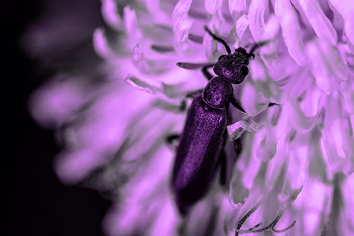 Oedemera Beetle Feasting Among Dandelion (Purple Tone)