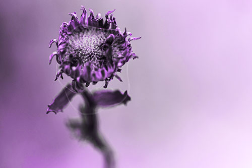 Open Armed Gumplant Embraces Sunlight (Purple Tone Photo)