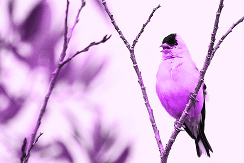 Open Mouthed American Goldfinch Standing On Tree Branch (Purple Tone Photo)