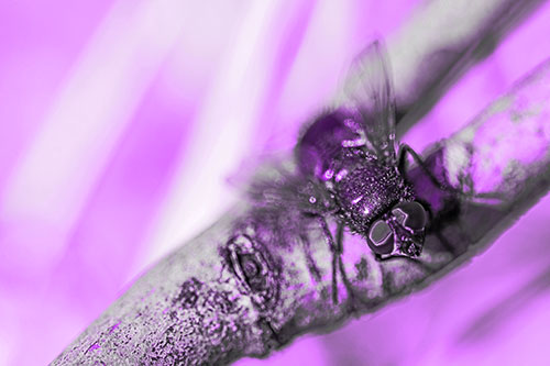 Open Mouthed Blow Fly Looking Above (Purple Tone Photo)