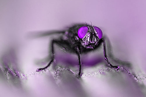 Open Mouthed Cluster Fly Shocked With Fear (Purple Tone)