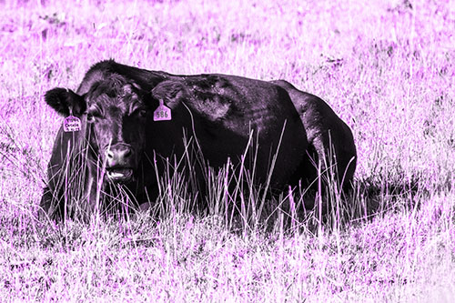 Open Mouthed Cow Resting On Grass (Purple Tone Photo)