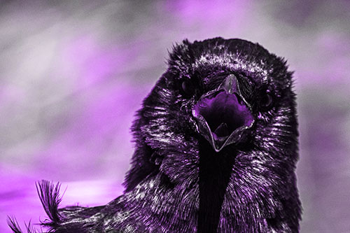 Open Mouthed Crow Screaming Among Wind (Purple Tone Photo)