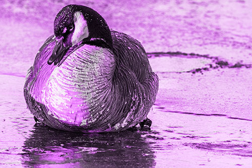 Open Mouthed Goose Laying Atop Ice Frozen River (Purple Tone)