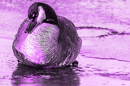 Open Mouthed Goose Laying Atop Ice Frozen River (Purple Tone Photo)