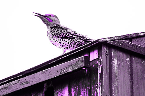 Open Mouthed Northern Flicker Woodpecker (Purple Tone Photo)