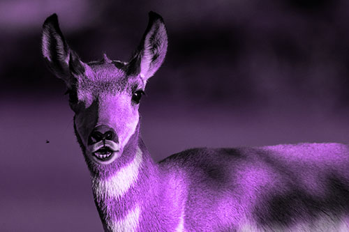 Open Mouthed Pronghorn Gazes In Shock (Purple Tone Photo)