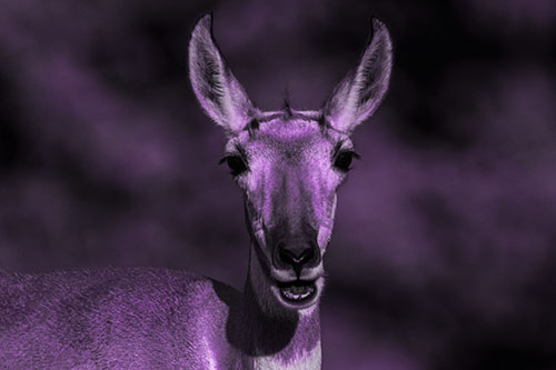 Open Mouthed Pronghorn Spots Intruder (Purple Tone Photo)