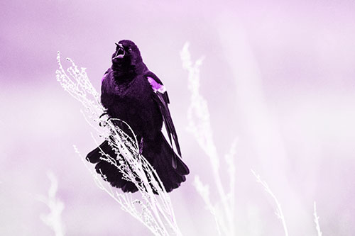 Open Mouthed Red Winged Blackbird Chirping Aggressively (Purple Tone Photo)