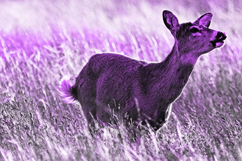 Open Mouthed White Tailed Deer Among Wheatgrass (Purple Tone Photo)