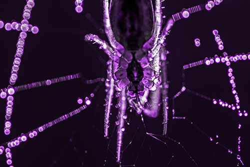 Orb Weaver Spider Dangling Downwards Among Web (Purple Tone Photo)