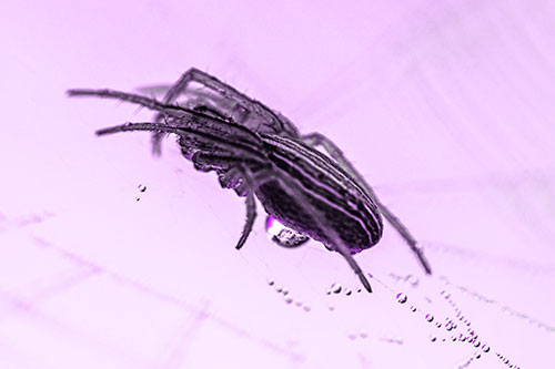 Orb Weaver Spider Rests Atop Dewdrop Web (Purple Tone Photo)