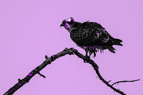 Osprey Hawk Balancing Among Bending Tree Branch (Purple Tone)