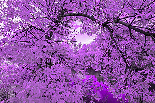 Overlooking River Through Bending Leaf Covered Autumn Tree Branch (Purple Tone)