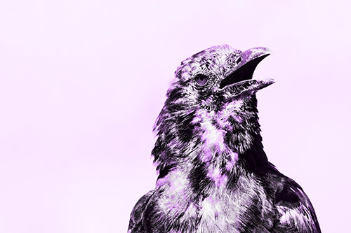 Panting Open Mouthed Crow Cooling Down Among Heat (Purple Tone)
