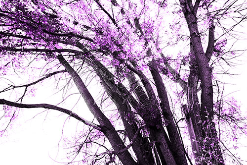 Partially Dead Fall Tree Trunks (Purple Tone Photo)