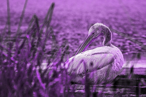 Pelican Grooming Beyond Water Reed Grass (Purple Tone Photo)