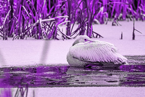 Pelican Resting Atop Ice Frozen Lake (Purple Tone Photo)
