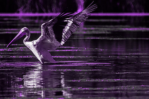 Pelican Takes Flight Off Lake Water (Purple Tone Photo)