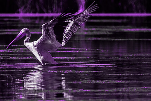 Pelican Takes Flight Off Lake Water (Purple Tone)