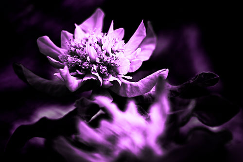 Peony Flower In Motion (Purple Tone Photo)