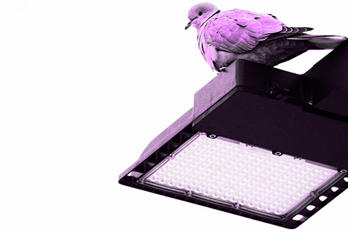 Perched Collared Dove Atop Light Pole (Purple Tone Photo)