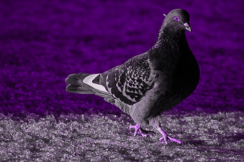 Pigeon Crosses Shadow Covered River Ice (Purple Tone Photo)