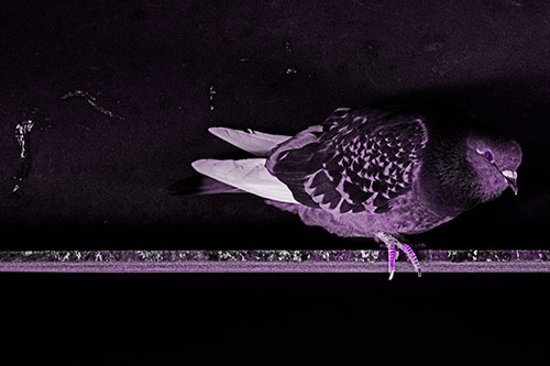 Pigeon Crouching On Steel Beam (Purple Tone Photo)