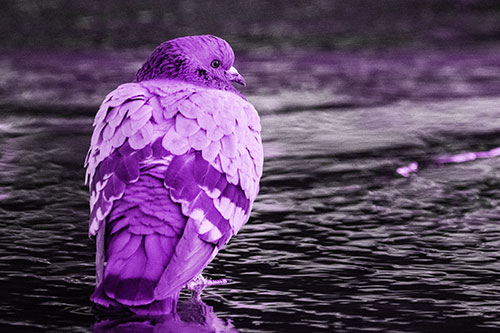 Pigeon Glancing Backwards Among River Water (Purple Tone Photo)