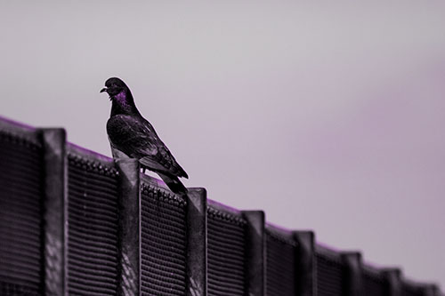 Pigeon Standing Atop Steel Guardrail (Purple Tone Photo)