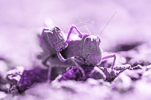 Piggybacking Grasshopper Goes For Ride (Purple Tone Photo)