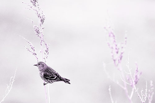 Pine Siskin Finch Bird Clinging Vertically Onto Plant (Purple Tone Photo)