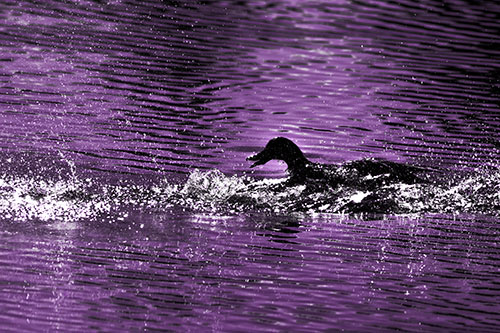 Playful Mallard Duck Gets Splashed Among Lake Horizon (Purple Tone)