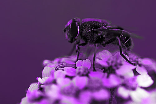 Pollen Covered Hoverfly Standing Atop Flower Petals (Purple Tone Photo)