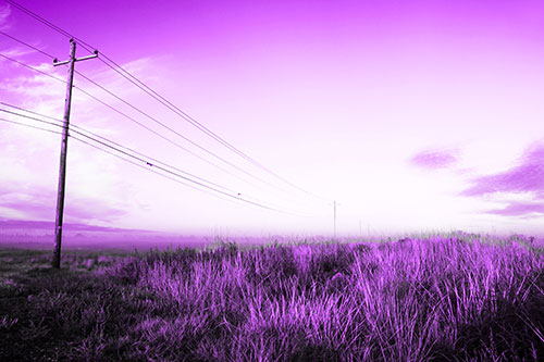 Powerlines Descend Among Foggy Prairie (Purple Tone Photo)