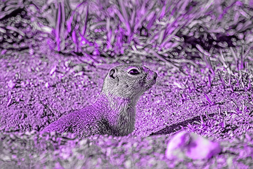 Prairie Dog Emerges From Dirt Tunnel (Purple Tone Photo)