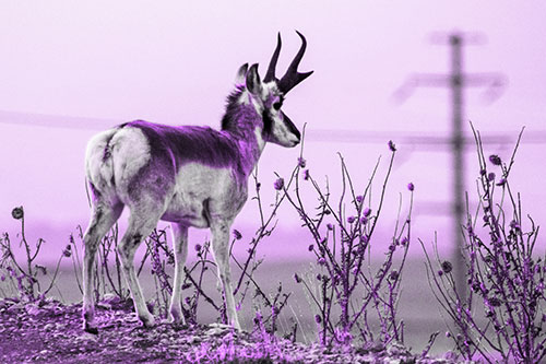 Pronghorn Gazes Powerlines Beyond Spiky Thistles (Purple Tone Photo)