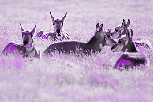 Pronghorn Herd Rest Among Grass (Purple Tone Photo)
