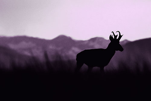 Pronghorn Silhouette Across Mountain Range (Purple Tone Photo)