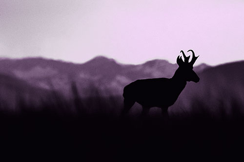 Pronghorn Silhouette Across Mountain Range (Purple Tone)