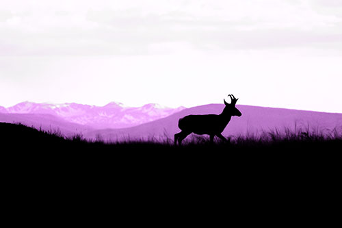 Pronghorn Silhouette On The Prowl (Purple Tone Photo)