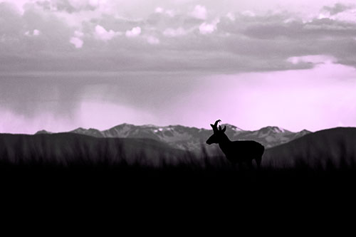 Pronghorn Silhouette Overtakes Stormy Mountain Range (Purple Tone Photo)
