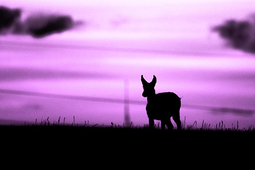 Pronghorn Silhouette Watches Sunset Atop Grassy Hill (Purple Tone Photo)