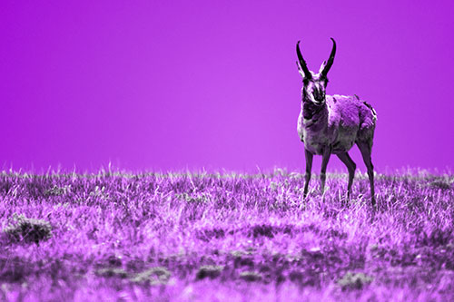 Pronghorn Standing Along Grassy Horizon (Purple Tone Photo)
