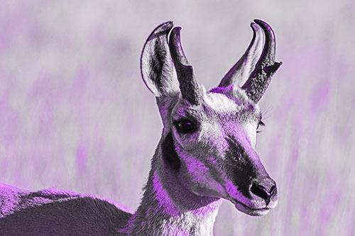 Pronghorn Watching Surroundings Among Sunlight (Purple Tone)