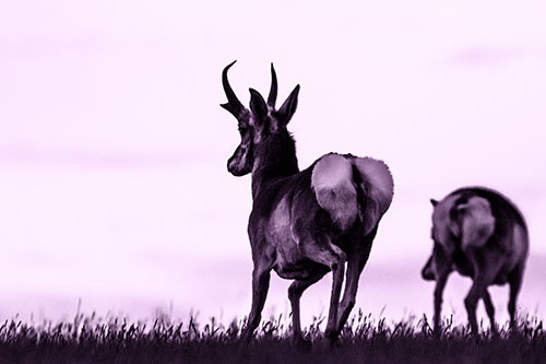 Pronghorns Begin Sprinting Towards Herd (Purple Tone Photo)