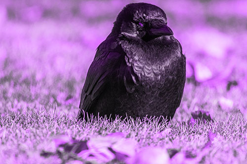 Puffy Crow Standing Guard Among Leaf Covered Grass (Purple Tone Photo)
