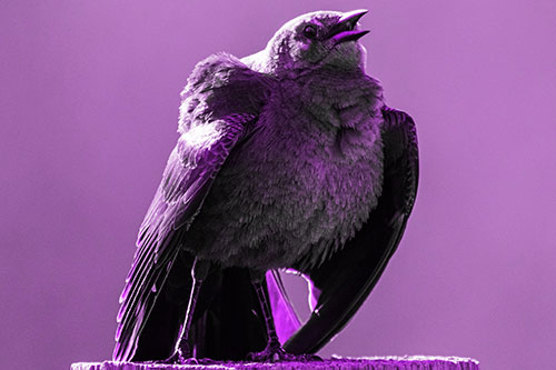 Puffy Female Grackle Croaking Atop Wooden Fence Post (Purple Tone Photo)
